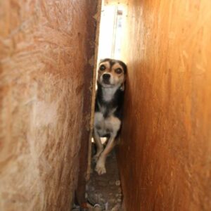 KALISTA - ausgereist zur Tierhilfe Lebenswert