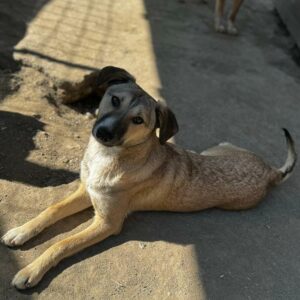 MARJI (♀) - RBB 07/24