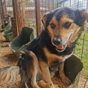 BIRKO (♂) - ausgereist zum TST Rösrath