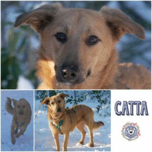 CATTA in 21493 Mühlenrade - vermittelt