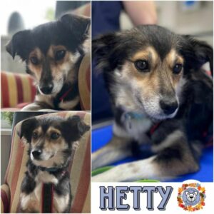 Hetty in 24960 Munkbrarup - vermittelt