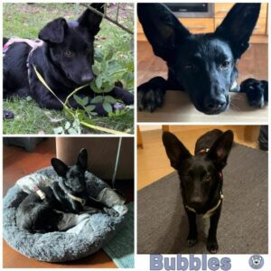 Bubbles in 92637 Weiden - vermittelt