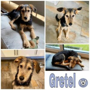 Gretel in 61479 Glashütten - vermittelt
