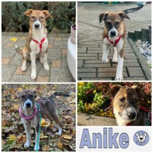 Anike in 39418 Stassfurt - vermittelt