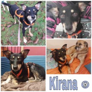 Kirana in 96052 Bamberg - vermittelt