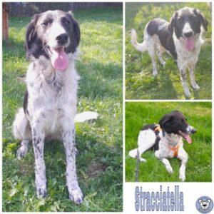 Stracciatella in 34474 Diemelstadt - vermittelt