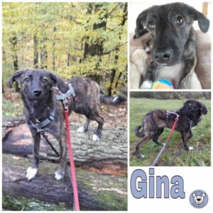 Gina in 61276 Weilrod - vermittelt
