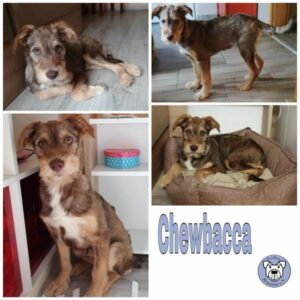 Chewbacca in 18569 Neuenkirchen - vermittelt