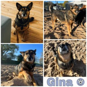 Gina in 50181 Bedburg - vermittelt