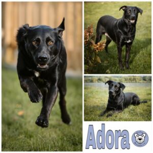 Adora in 74864 Fahrenbach - vermittelt