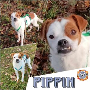 Pippin in 18311 Ribnitz Damgarten - vermittelt