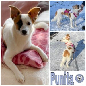 Punita (♀) in 47918 Tönisvorst - vermittelt