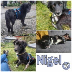 Nigel in 64686 Lautertal - vermittelt