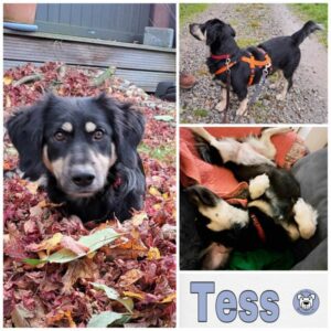 Tess in 31185 Nettlingen - vermittelt