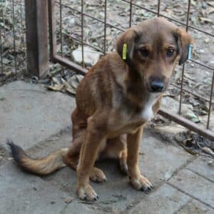 GRACY - viel zu dünn - reserviert Tierhilfe Lebenswert DR - vermittelt