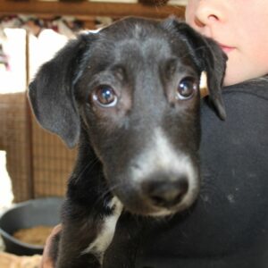 RETHI - reserviert Tierhilfe Lebenswert DR - vermittelt