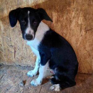 FIFFI - auf PDR PS im PLZ Bezirk 61 - vermittelt