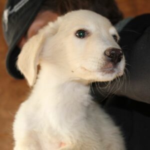 ESPERO - sollte zeitnah ausreisen- reserviert für Tierhilfe Lebenswert DR -  vermittelt