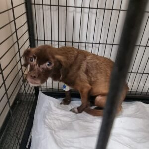 RANJA - ausgereist zu PVA