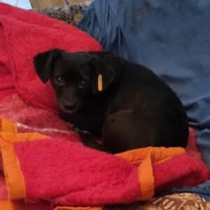 RAHA - vermittelt MD