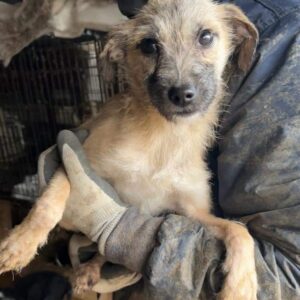 JAKOB - ausgereist zu PVA