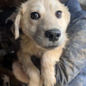 SPIKE - auf PDR PS im PLZ Bezirk 18