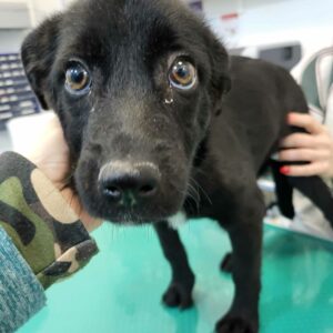 MIRUNA - auf PDR PS im PLZ Bezirk 21 -RBB 09/24