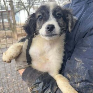 LYLA - ausgereist zur Schäferhundrettung e.V.