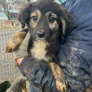 BECKETT (♀) - auf PDR PS im PLZ Bezirk 21 - vermittelt