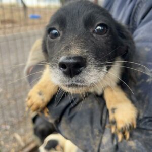 PAOLA - ausgereist zur Schäferhundrettung e.V.