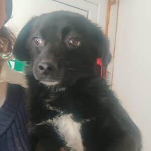 PINA - ausgereist zur Tierhilfe Lebenswert