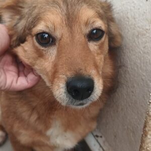 SANNA - völlig überforderte kleine Hündin - ausgereist zum TST Rösrath