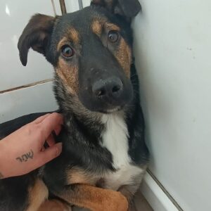 ANNEKE - dringend erfahrener Platz gesucht! - reserviert Tierhilfe Lebenswert DR - vermittelt