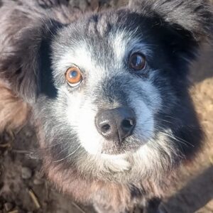 SAMMY - viel zu dünner Senior - ausgereist zur Tierhilfe Lebenswert