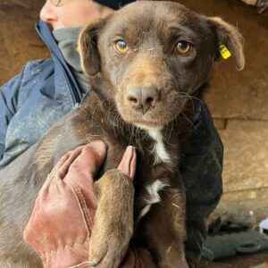 GWINNY - sehr dünn, geschwächt, unrundes Gangbild - ausgereist zur Tierhilfe Lebenswert