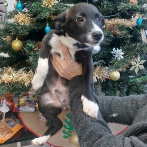 SCHNUCKEL - ausgereist zur Tierhilfe Lebenswert