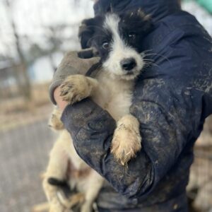 SANTO - auf PDR PS im PLZ Bezirk 45 *ausgereist* - vermittelt