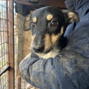 JELARA - auf PDR PS im PLZ Bezirk 18 - vermittelt