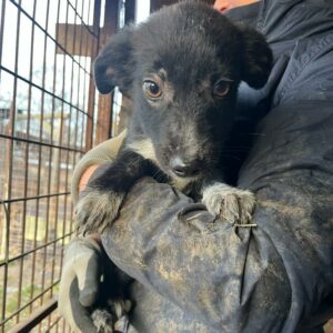 MILANO - ausgereist zur Tierhilfe Lebenswert
