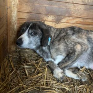 ELEA - gestresste Seniorin, ein Auge blind - auf PDR PS im PLZ Bezirk 45 - vermittelt