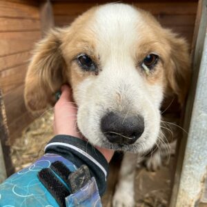 CALU - sehr dünn! - reserviert Tierhilfe Lebenswert DR - vermittelt