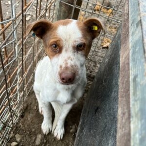 FLORIN - auf PDR PS im PLZ Bezirk 24 *ausgereist*