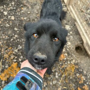 ANNEKE - völlig abgemagert! - reserviert Tierhilfe Lebenswert DR - vermittelt