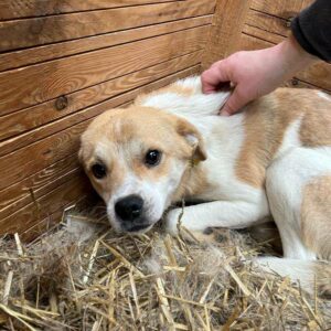 IDEFIX (♂) - sehr dünn - vermittelt NH