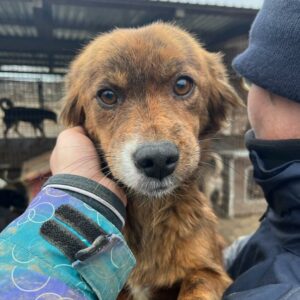 SHENDA - auf PDR PS im PLZ Bezirk 56 - vermittelt