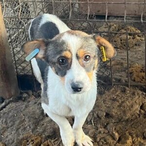 PUCK - ausgereist zur Tierhilfe Lebenswert