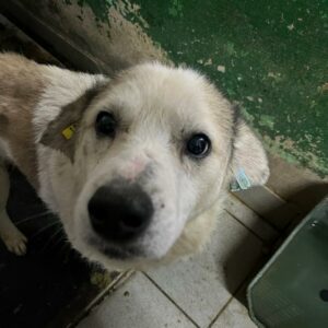 SCHRÖDI - ausgereist auf PDR PS im PLZ Bezirk 32 - RBB 08/2025