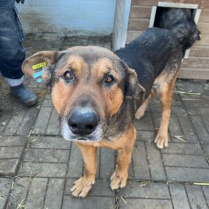 FREDDY - seelischer Notfall - vermittelt Manuela