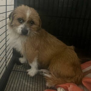 INUK - ausgereist zur Schäferhundrettung e.V.