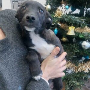 KODA - ausgereist zur Tierhilfe Lebenswert